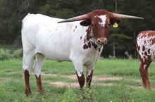 Heifer calf 2022 Swagger x Guilty Pleasure