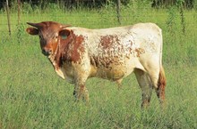 Steer Calf - Bandera Chex x Paradise Valley BCB