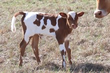 Bull calf 2023 Hello Darlin' x Lucky Tumble