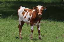 Bull calf 2023 Hello Darlin' x Lucky Tumble
