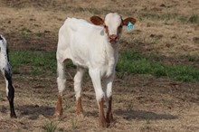 Bull calf 2023 Betting On Dixie
