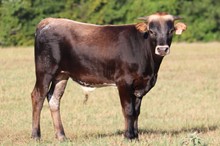 Steer calf 2021 Swagger x Riverforks Ragg