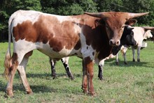 Bull calf 2021 Fifty-Fifty BCB x Tumbling Ban