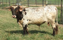 Bull calf 2017 Tuff Enuff Chex x Buried