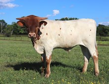 Bull calf 2024 Justify x Pippin's Pauli