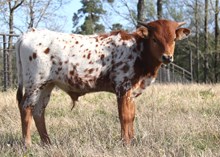 Bull calf 2024 Center Stage x BanditaByDusty