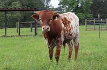 Bull calf 2020 Fifty-Fifty BCB x Ringa Dinger
