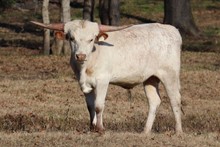 Bull calf 2020 Fifty-Fifty x Treasure Hunt BCB