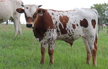 Bull Calf 2020 Big City BCB x Cowgirl Gangsta BCB