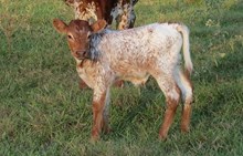 Bull Calf 2016 Sweetwater BCB x Jazzy BCB