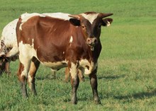 Steer calf - Swagger BCB x Bandita Darling BCB