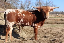 Bull calf 2020 Fifty-Fifty x Bandita Roja BCB