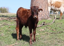 Bull calf 2024 Center Stage x ChampagneP