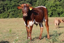 Bull calf 2022 GF Harkness x Pippin's P