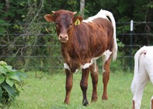 Bull calf 2022 Whiskey Bent BCB X Pippin's Paul