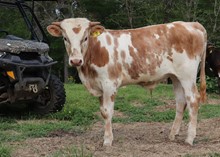 Bull calf 2022 WhiskeyBentxDDLRiverQ