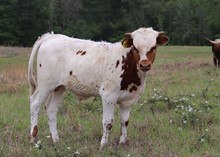 Steer calf 2022 WhiskeyBentxRaggleT