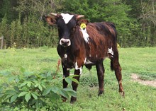 Steer calf 2022 WhiskeyBentxRangersFox