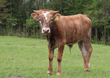 Steer calf 2022 WhiskeyBentxRubyBandita