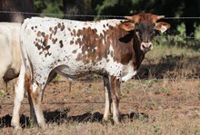 Bull calf 2022 Platinum Chex x Princess M