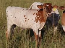 Bull calf 2022 Platinum Chex x Buried Tre