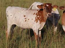 Bull calf 2022 Platinum Chex x Buried Treasure