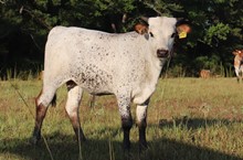 Steer calf 2022 Platinum Chex x Purrdy Kat