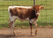 Steer calf 2022 WhiskeyBentxRespect