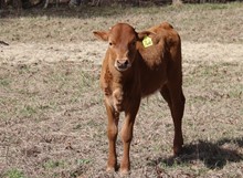 Bull calf 2022 Hello Darlin' x Bet On Me 