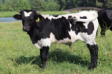 Bull calf 2022 Black MarketC&B x Just a HandfulBCB