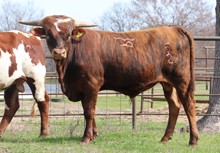 Bull calf 2022 BrazosRoseRanger x JustAHandful 
