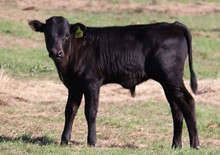 Bull calf 2022 Black Market C&B x Rumor Mill