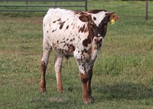 Steer Calf 2023 WhiskeyBentxTaggleTuff