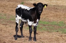 Bull calf 2022 Black Market C&B x Girlfriend BCB