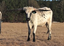 Steer calf 2023 BlackMarket x SparkleSwag