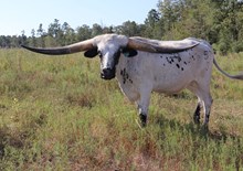 Steer 2023 BlackMarket x SparkleSwag
