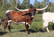 Steer 2022 Whiskey Bent BCB X Pippin's Paul
