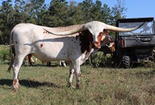 Steer 2022 WhiskeyBentxRaggleT