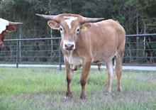 Steer calf 2022 WhiskeyBentxRubyBandita