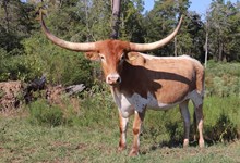 Steer calf 2022 WhiskeyBentxRespect