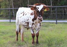 Steer Calf 2023 WhiskeyBentxTaggleTuff