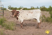 Red Headed Bandita BCB