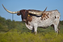 KIM'S HEAVEN SENT SRC