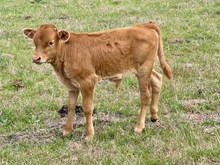 bull Cheers x THe Mac