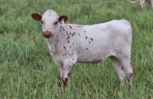 Rio Cherry Heifer