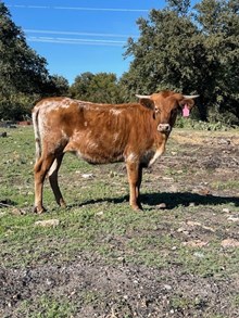 ROSES FIFTY GOLD BARS