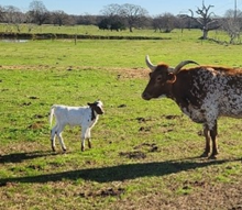 Heifer Calf