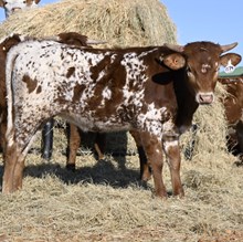  6CR KELLY CLAARKSON