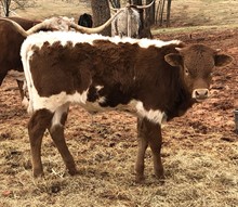 Miss Kitty Bull Calf