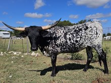BLACK PEPPERCORN BCB